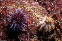 Strongylocentrotus purpuratus (Purple Sea Urchin)