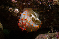 Triopha catalinae (Catalina Triopha)