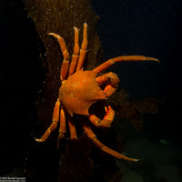 Pugettia producta (Northern Kelp Crab)