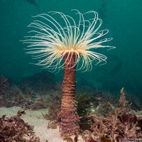 Pachycerianthus fimbriatus (Tube-Dwelling Anemone)