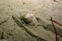 Neverita lewisii (Lewis's Moon Snail)