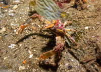Scyra acutifrons (Sharpnose Crab)