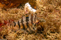 Oxylebius pictus (Painted Greenling)