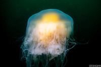 Phacellophora camtschatica (Egg-Yolk Jelly)
