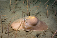 Neverita lewisii (Lewis's Moon Snail)