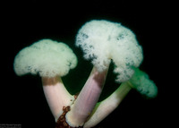 Metridium farcimen (White-Plumed Anemone)
