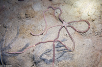 Amphiura arcystata (Sand Brittle Star)