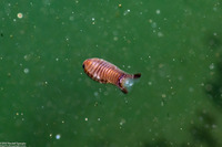 Cirolana harfordi (Harford's Isopod)