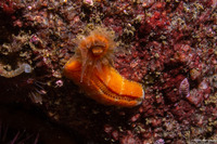 Euphrosine sp.1 (Euphrosine sp.1)