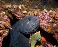 Anarrhichthys ocellatus (Wolf-Eel)