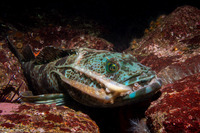 Ophiodon elongatus (Lingcod)