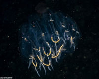 Cyclosalpa bakeri (Cyclosalpa Bakeri)