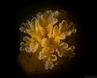 Peltodoris nobilis (Sea Lemon)