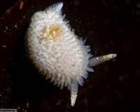 Diaphorodoris lirulatocauda (Ridge-Tailed Dorid)