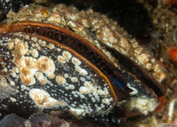 Mytilus trossulus (Bay Mussel)