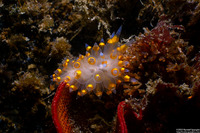 Antiopella barbarensis (Santa Barbara Janolus)