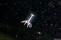 Polyorchis penicillatus (Bell Medusa)