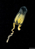 Amphinema turrida (Amphinema turrida)