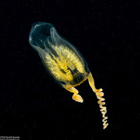 Amphinema turrida (Amphinema turrida)