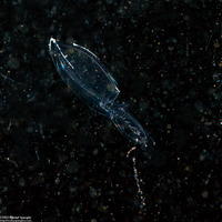 Chelophyes appendiculata (Chelophyes Appendiculata)