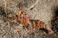 Spirontocaris lamellicornis (Dana's Blade Shrimp)