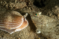 Citharichthys stigmaeus (Speckled Sanddab)