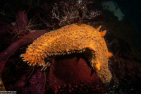 Apostichopus parvimensis (Warty Sea Cucumber)