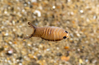 Cirolana harfordi (Harford's Isopod)