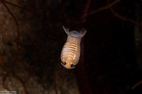 Cirolana harfordi (Harford's Isopod)