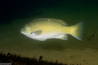 Girella nigricans (Opaleye)