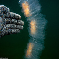 Cyclosalpa affinis (Cyclosalpa Affins)