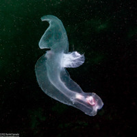 Carinaria japonica (Carinaria Japonica)