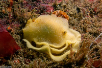 Doriopsilla fulva (White-Speckled Dorid)