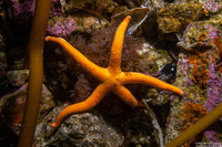 Henricia leviuscula (Blood Star)