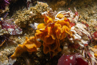 Primavelans insculpta (Fluted Bryozoan)