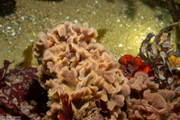 Primavelans insculpta (Fluted Bryozoan)