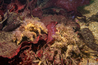 Loxorhynchus crispatus (Masking Crab)