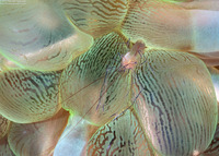 Vir philippinensis (Bubble Coral Shrimp)