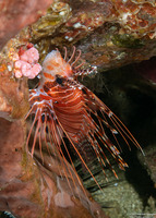 Pterois antennata (Spotfin Lionfish)