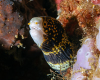 Echidna nebulosa (Snowflake Moray)