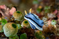Chromodoris willani (Willan's Chromodoris)