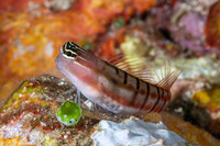 Ecsenius dilemma (Twocoat Coralblenny)