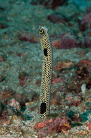 Heteroconger hassi (Spotted Garden Eel)