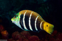 Hemigymnus fasciatus (Barred Thicklip)