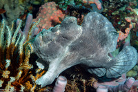 Antennarius commerson (Commerson's Frogfish)