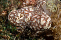 Botrylloides leachii (Botrylloides Leachii)