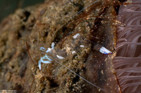 Ancylomenes magnificus (Magnificent Anemone Shrimp)