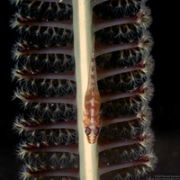 Pleurosicya mossambica (Common Ghostgoby)