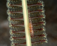 Pleurosicya mossambica (Common Ghostgoby)