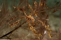 Achaeus sp.1 (Achaeus sp.1)